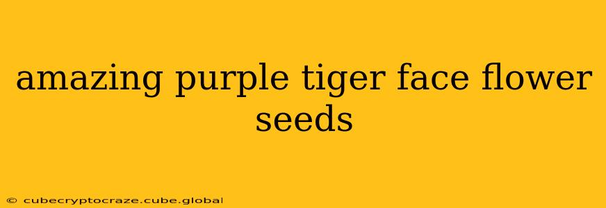 amazing purple tiger face flower seeds