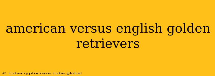 american versus english golden retrievers