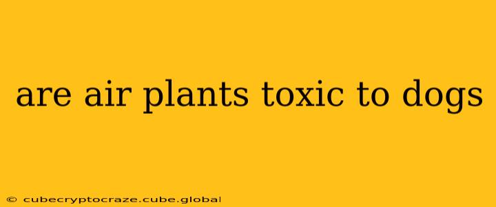 are air plants toxic to dogs