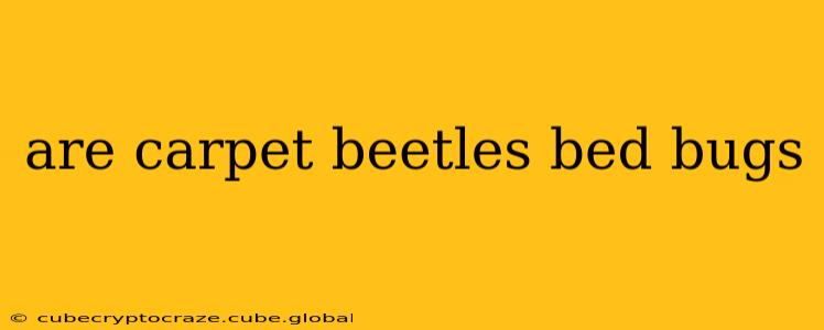 are carpet beetles bed bugs