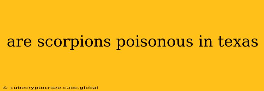 are scorpions poisonous in texas