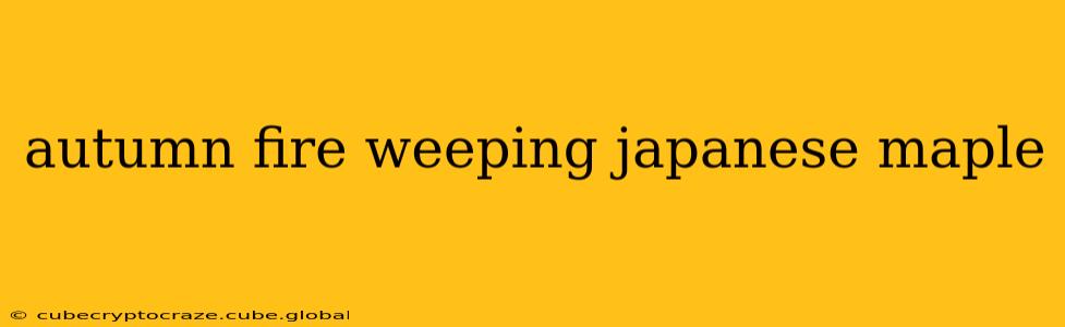 autumn fire weeping japanese maple