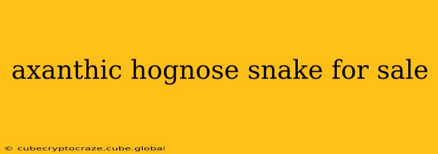 axanthic hognose snake for sale