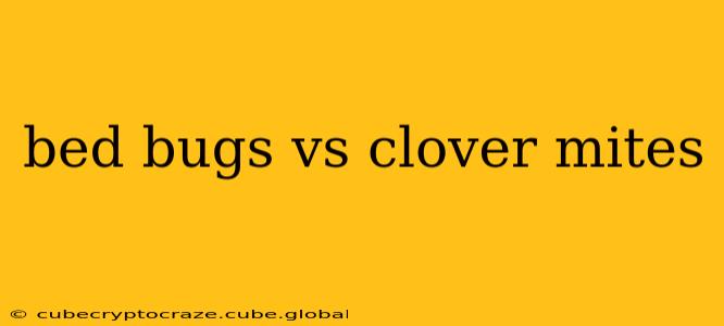 bed bugs vs clover mites