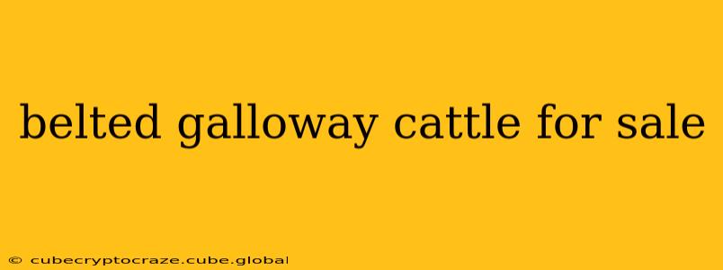 belted galloway cattle for sale