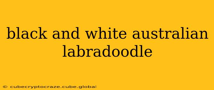 black and white australian labradoodle