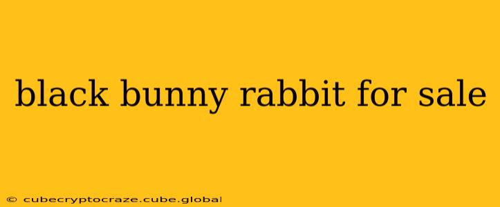 black bunny rabbit for sale