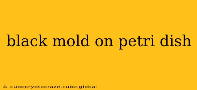 black mold on petri dish