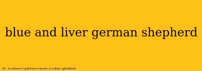 blue and liver german shepherd
