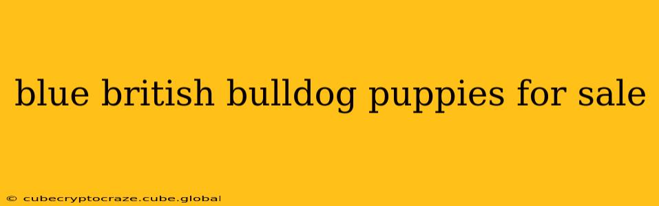 blue british bulldog puppies for sale