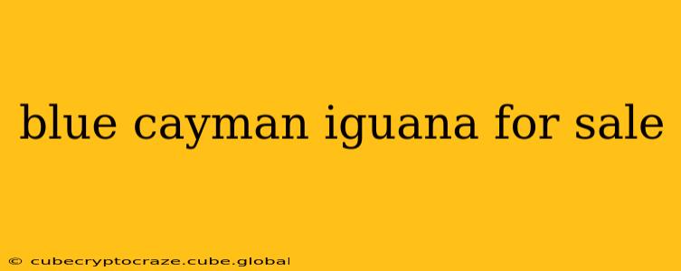 blue cayman iguana for sale
