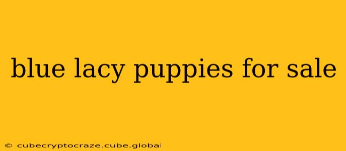 blue lacy puppies for sale