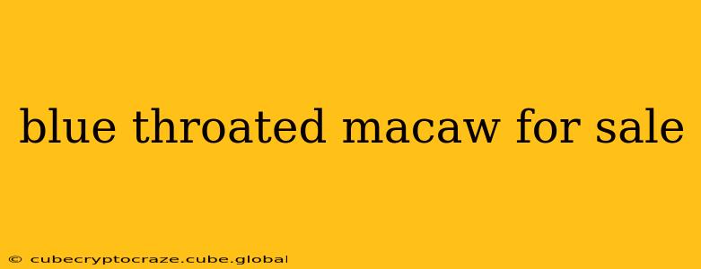 blue throated macaw for sale