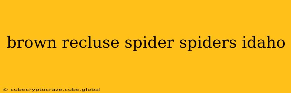 brown recluse spider spiders idaho