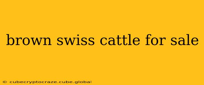 brown swiss cattle for sale