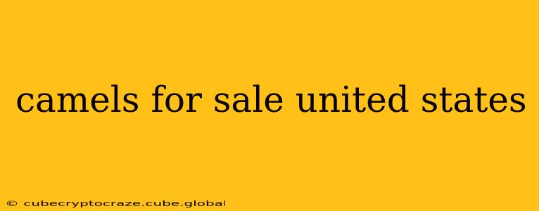 camels for sale united states