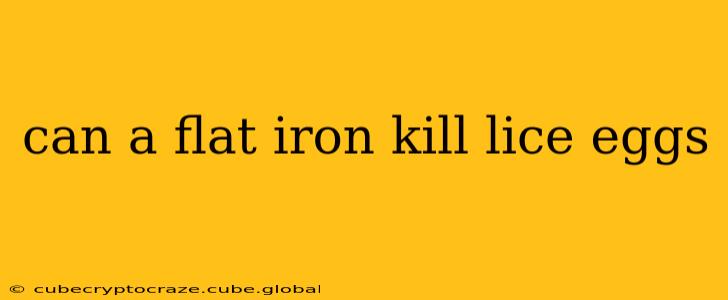 can a flat iron kill lice eggs