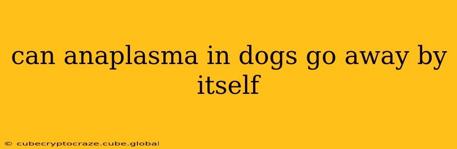 can anaplasma in dogs go away by itself
