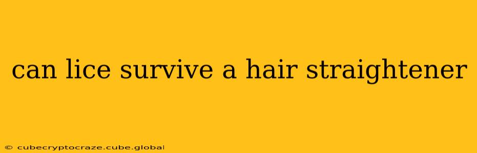 can lice survive a hair straightener