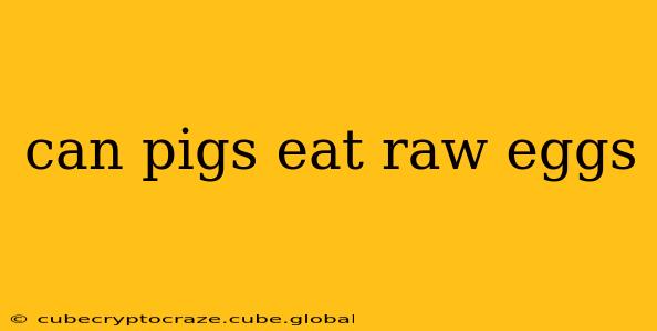 can pigs eat raw eggs