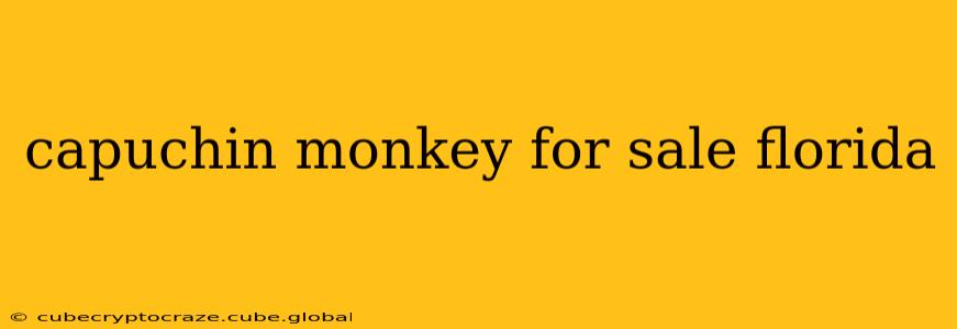 capuchin monkey for sale florida