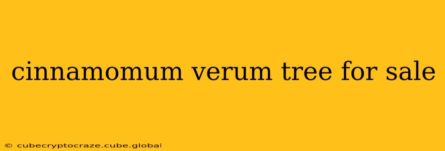 cinnamomum verum tree for sale