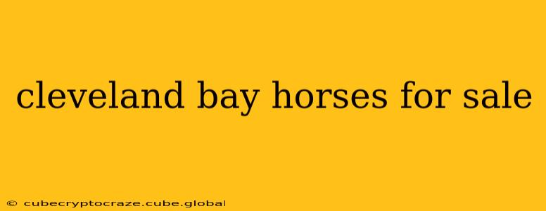 cleveland bay horses for sale