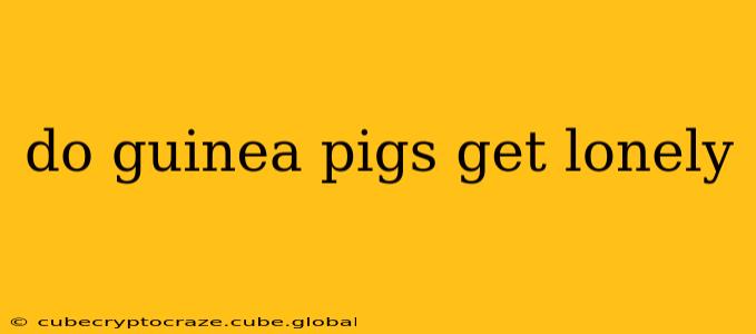 do guinea pigs get lonely