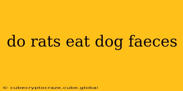 do rats eat dog faeces