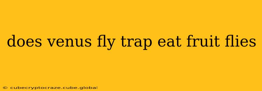 does venus fly trap eat fruit flies