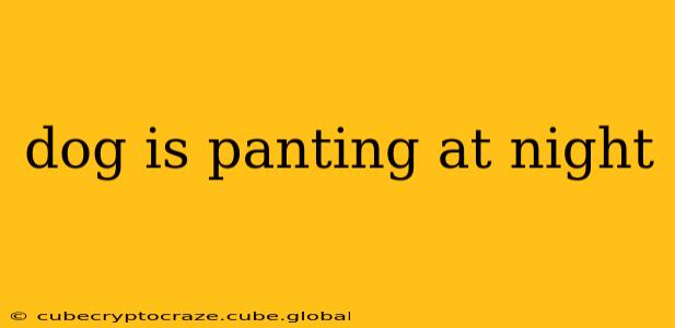 dog is panting at night