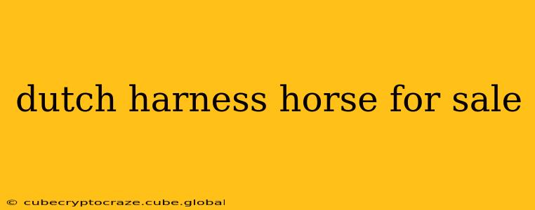 dutch harness horse for sale