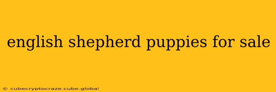 english shepherd puppies for sale