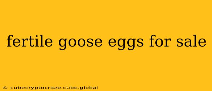 fertile goose eggs for sale