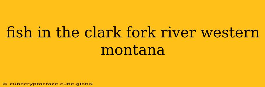 fish in the clark fork river western montana