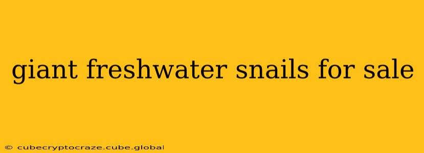 giant freshwater snails for sale