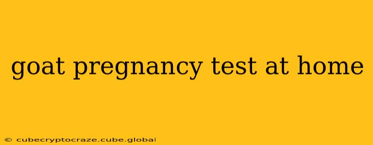 goat pregnancy test at home