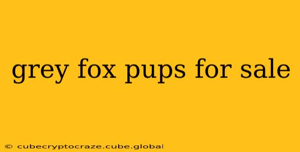 grey fox pups for sale