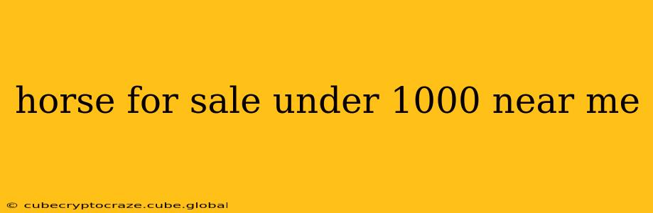 horse for sale under 1000 near me