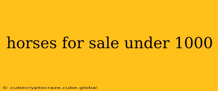 horses for sale under 1000