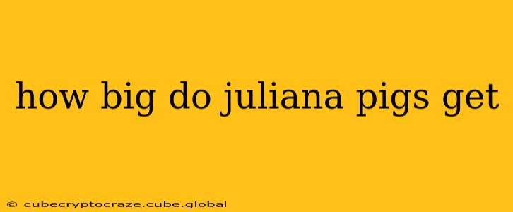how big do juliana pigs get