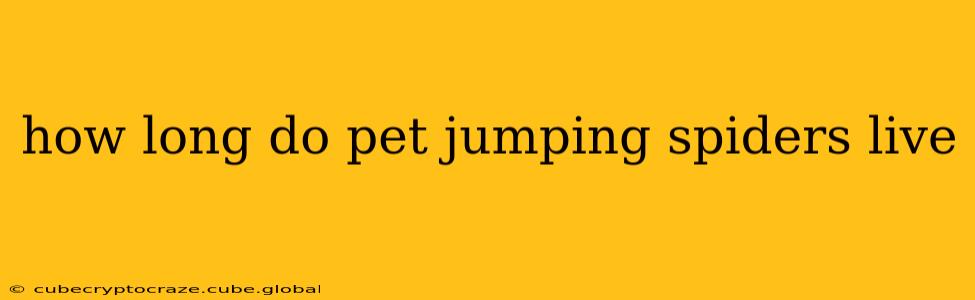 how long do pet jumping spiders live