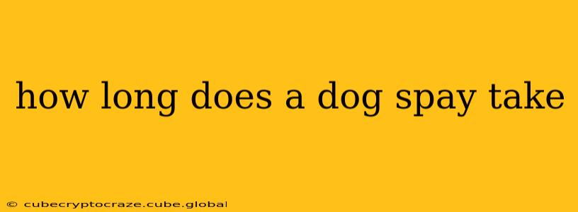 how long does a dog spay take