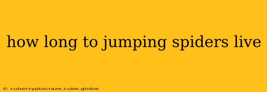 how long to jumping spiders live