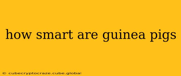 how smart are guinea pigs