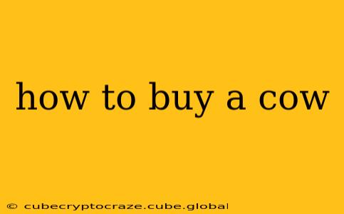 how to buy a cow