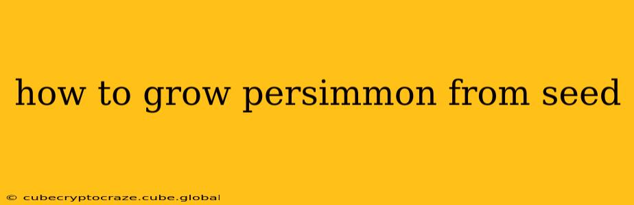 how to grow persimmon from seed