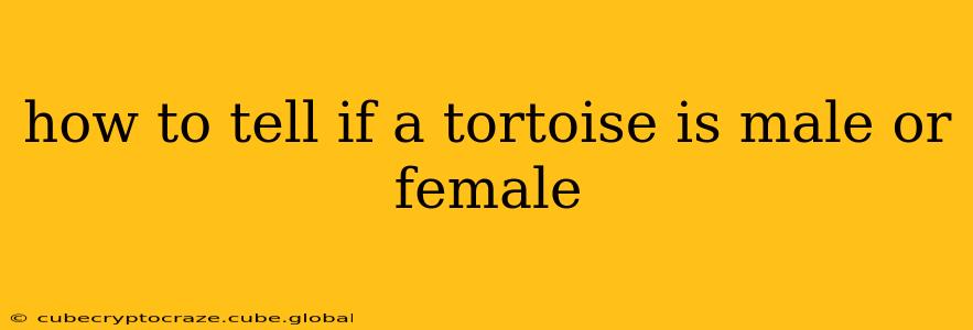 how to tell if a tortoise is male or female