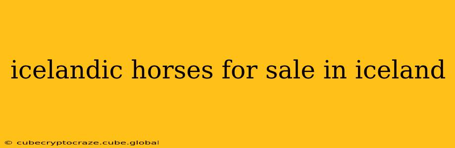 icelandic horses for sale in iceland