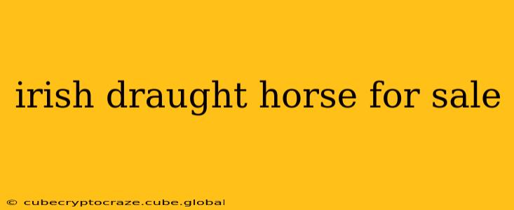 irish draught horse for sale